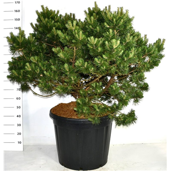 Pinus mugo 'Gnom' F00007779