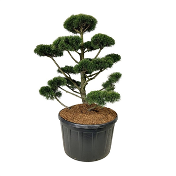 Pinus mugo 'Gnom' F00007467