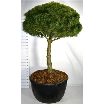 Pinus mugo 'Gnom' F00006190