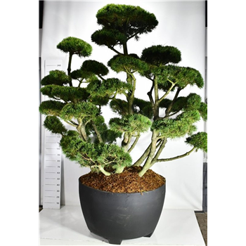 Pinus mugo 'Gnom' F00007789