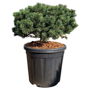 Pinus mugo 'Pumuckel' 5PIMPBU12