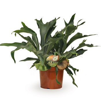 Platycerium bifurcatum F00001780