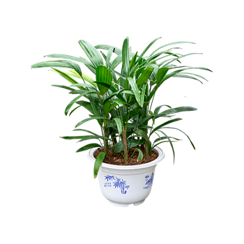 Rhapis excelsa 4RHEXB075