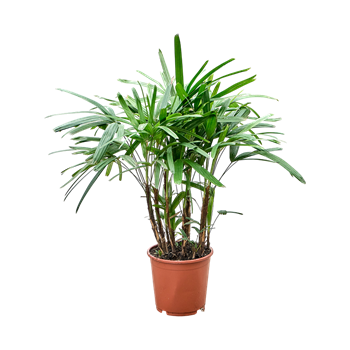 Rhapis excelsa 4RHEXB021