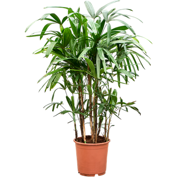 Rhapis excelsa 4RHEXB024