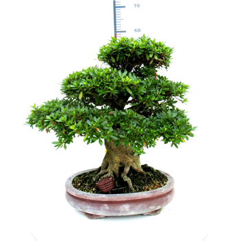 Rhododendron indicum F00007750