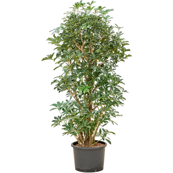 Šeflera arboricola 'Compacta' 1SCARVT21