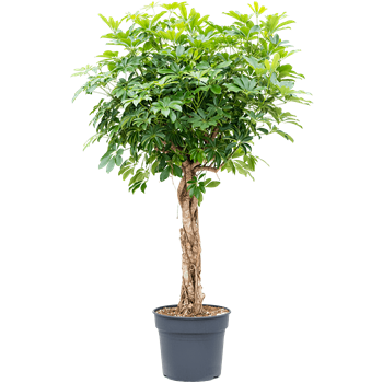 Šeflera arboricola 'Compacta' 4SCARGS38