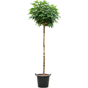 Šeflera arboricola 'Compacta' 4SCARRS40