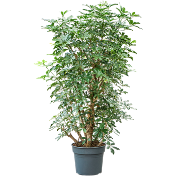Šeflera arboricola 'Compacta' (160-200) 4SCARVT38
