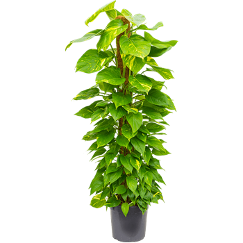 Scindapsus (Epipremnum) 'Aureum' 4SCAUMK30
