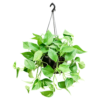 Scindapsus (Epipremnum) 'Aureum' (30-40) 4SCAUHA24