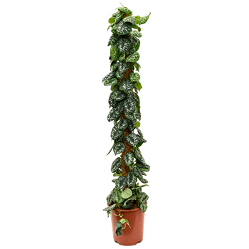 Scindapsus pictus 'Trebie' 4SCPTMK10