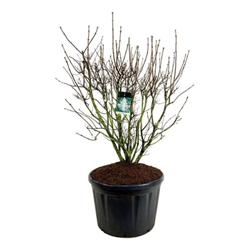 Syringa vulgaris 'Mme Lemoine' F00007120
