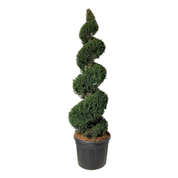 Taxus baccata F00003037