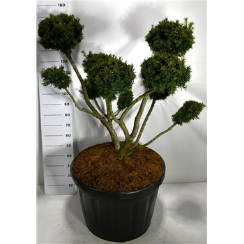 Taxus media 'Farmen' F00006140