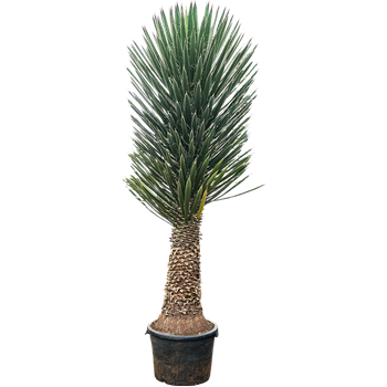 Juka filifera 5YUFIRS56