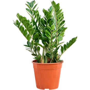 Zamija zamiifolia 4ZAZABX15