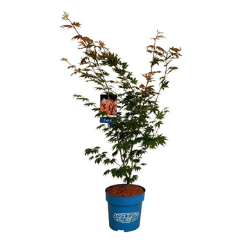 Javor 'North Wind' F00008140