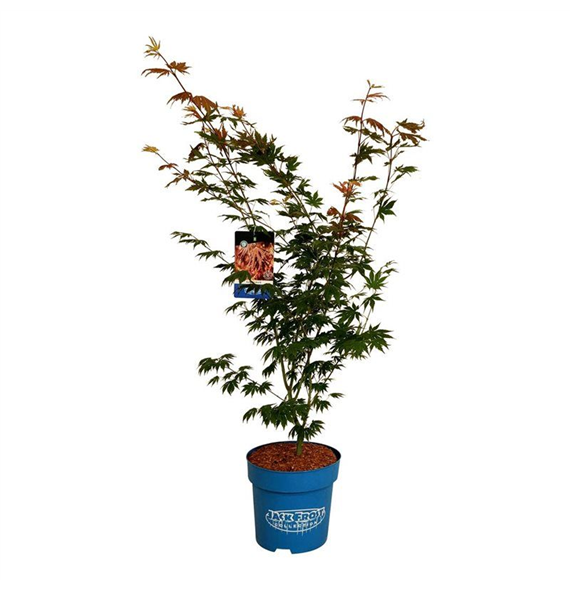 Javor 'North Wind' F00008140