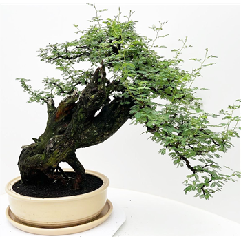 Acacia nilotica F00007767