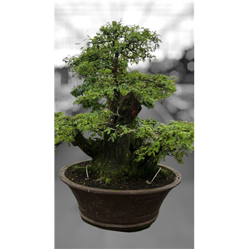 Acacia nilotica F00007769