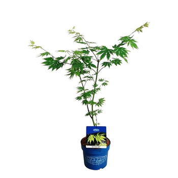 Javor 'Arctic Jade' F00008149