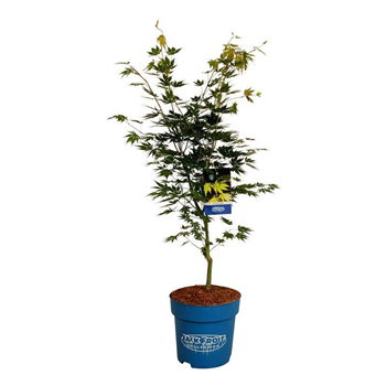 Javor 'Arctic Jade' F00008139