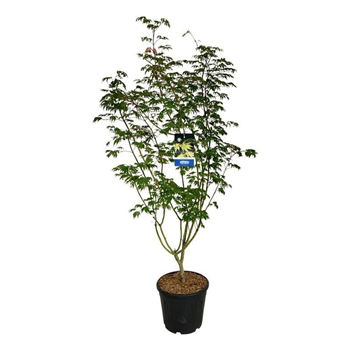Javor 'Arctic Jade' F00008152