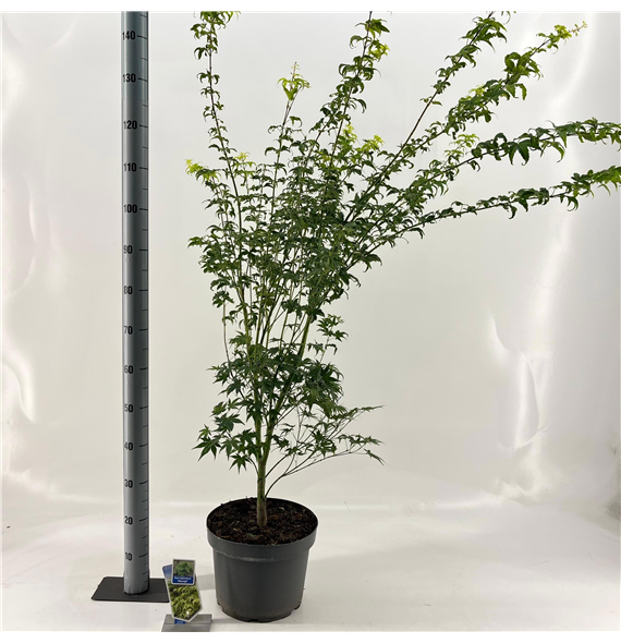 Javor palmatum 'Aoyagi' F00005700