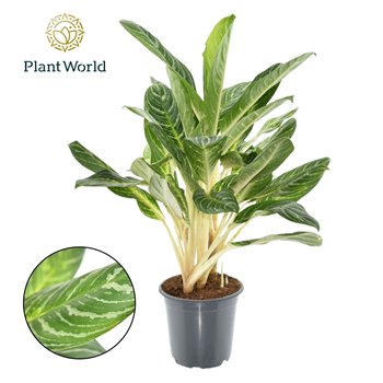 Aglaonema Keylime 4 pp 80cm 21cm Q107