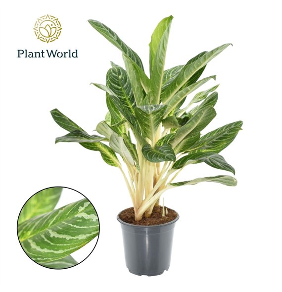 Aglaonema Keylime 4 pp 80cm 21cm Q107