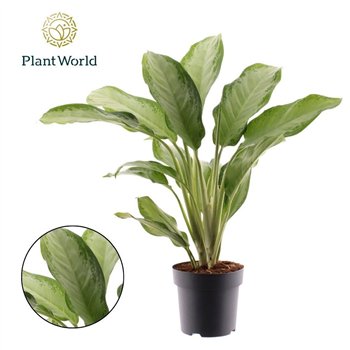 Aglaonema cleopatra Cleopatra 3 pp 100cm 21cm Q117