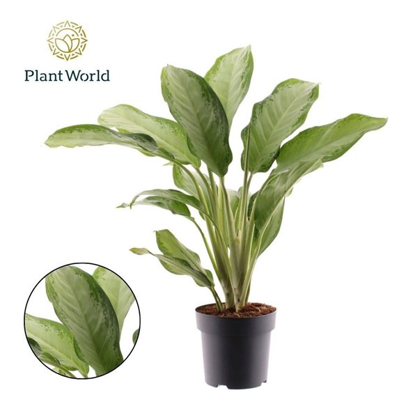Aglaonema cleopatra Cleopatra 3 pp 100cm 21cm Q117