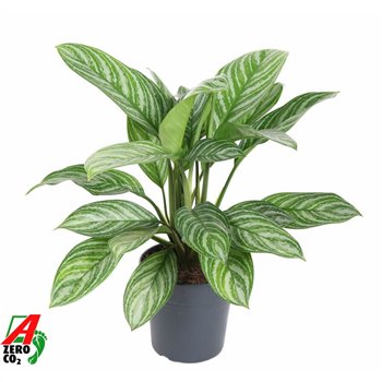 Aglaonema Stripe3 pp 60cm 19cm Q129