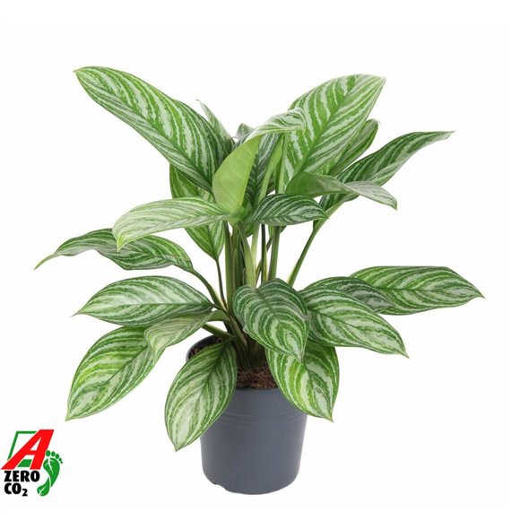Aglaonema Stripe3 pp 60cm 19cm Q129