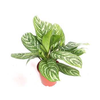 Aglaonema stripes Stripes2 pp 80cm 24cm Q130
