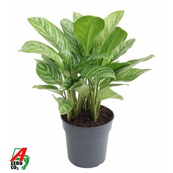 Aglaonema stripes Stripes3 pp 70cm 24cm Q133