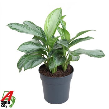 Aglaonema silver bay Silver Bay3 pp 60cm 24cm Q149