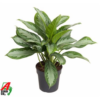 Aglaonema silver bay Silver Bay3 pp 60cm 19cm Q151