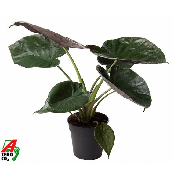 Alokazija wentii Wentii (NO GAP)1 pp 80cm 24cm Q182