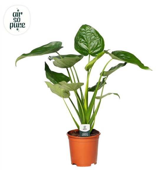 Alokazija cucullata Cucullata p24 3 pp 90cm 24cm Q186