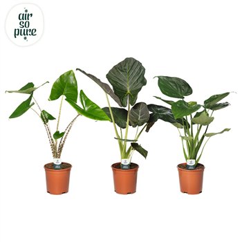 Alokazija mix mixed p21 1 pp 80cm 21cm Q189