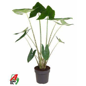 Alokazija zebrina Zebrina (NO GAP) 2 pp 120cm 32cm Q193