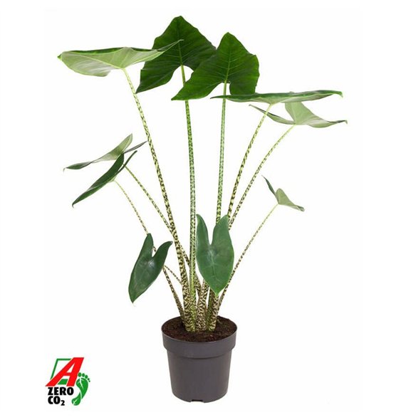 Alokazija zebrina Zebrina (NO GAP) 2 pp 120cm 32cm Q193