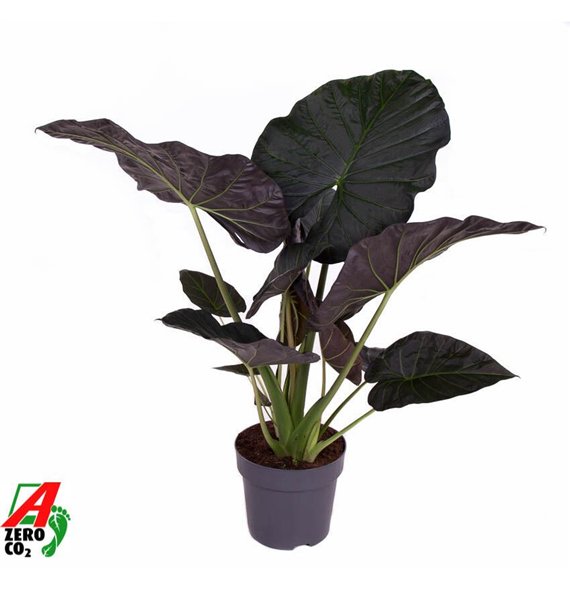 Alokazija regal shields Regal Shields (NO GAP)1 pp 120cm 32cm Q197