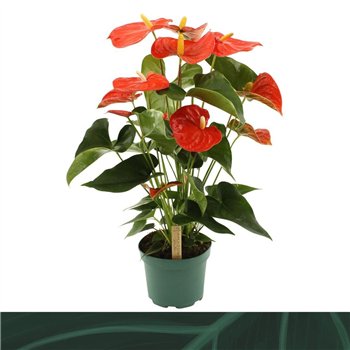 Anthurium andr  Florida 17cm 7 fl 60cm 17cm Q405