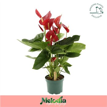 Anthurium andr  melodia Melodia Red 17cm8 fl 65cm 17cm Q415