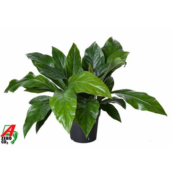 Anthurium ellipticum jungle bush Jungle Bush 2PP2 pp 70cm 24cm Q442
