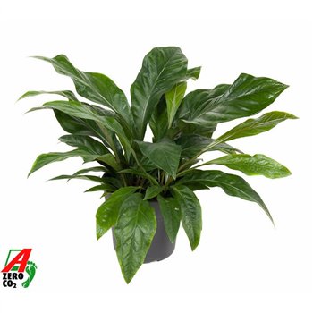 Anthurium ellipticum jungle bush Jungle Bush 3PP3 pp 80cm 30cm Q443